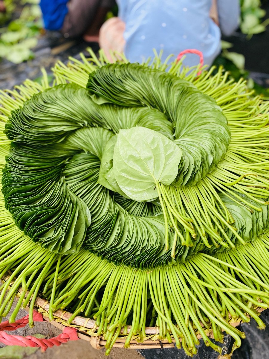 Fresh green betel leaves arranged in bundles in a market basket
